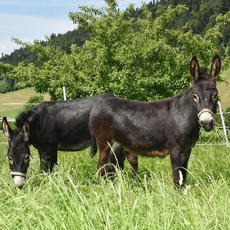 شقة Wiesenhof Rusch *