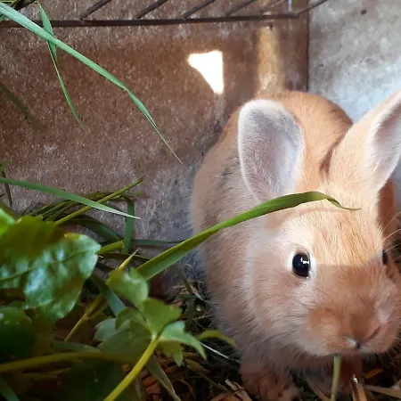 Daire Wiesenhof Rusch Alberschwende